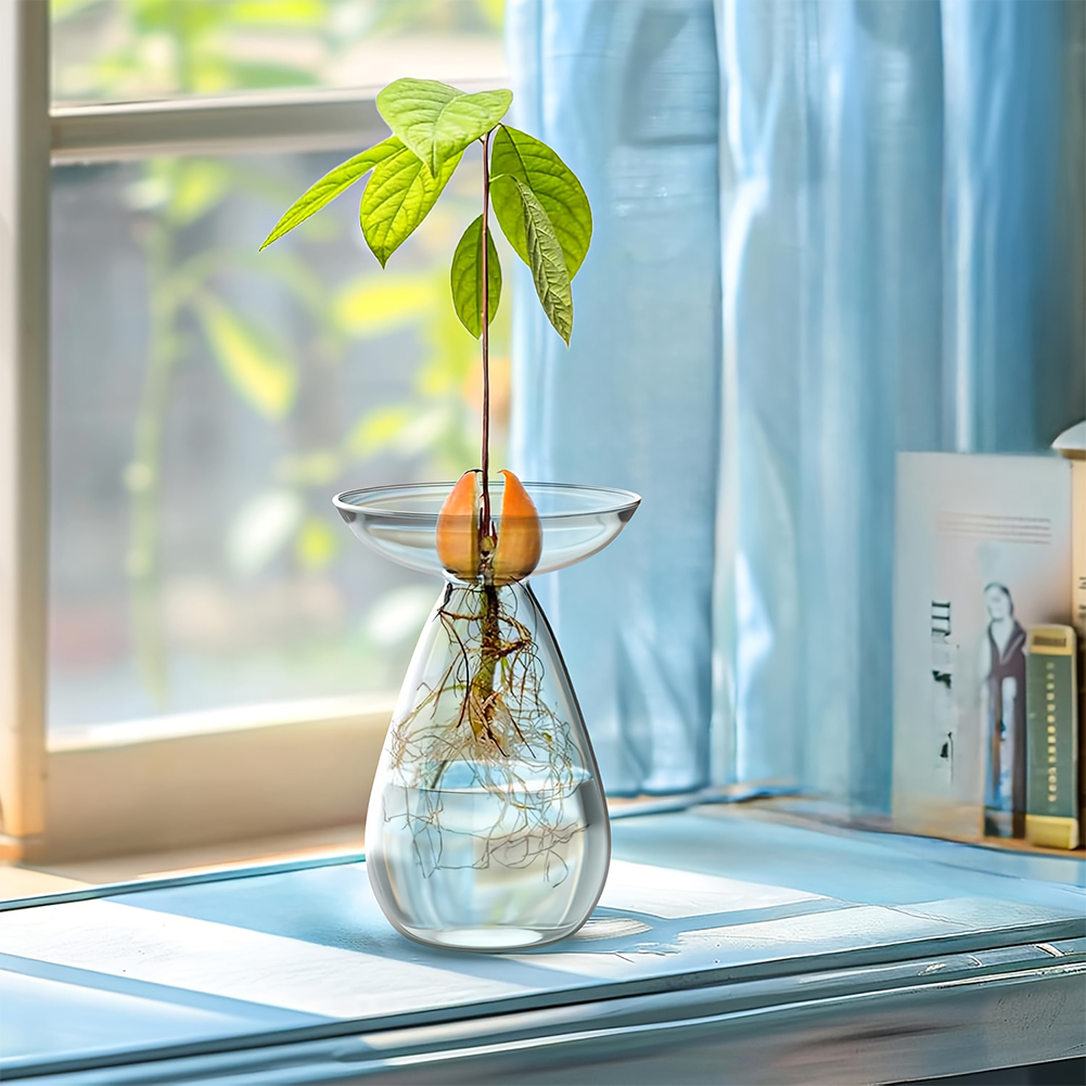 Avocado Seed Starter Vase Tran - Plant Growth Regulator avis et prix