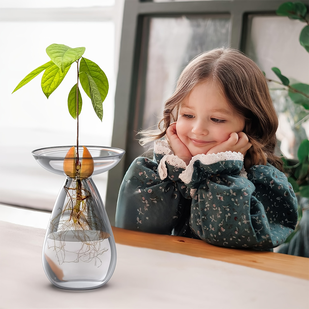 Avocado Seed Starter Vase Tran - Plant Growth Regulator avis et prix