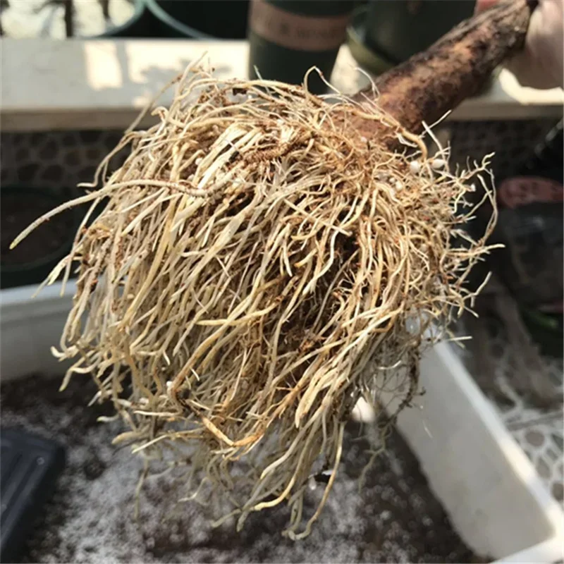 10g Quickly Rooting Powder Hor - Plant Growth Regulator avis et prix
